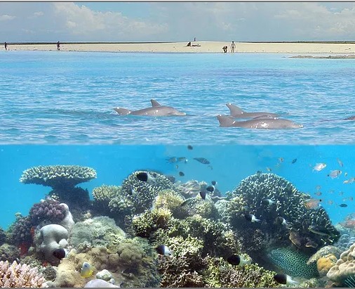 Wasini Dolphin Tour -From Diani and Mombasa